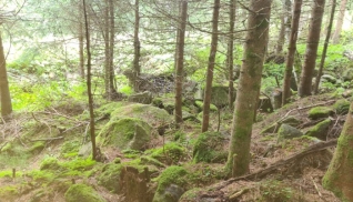 Fortbildung Wildbachbegehung