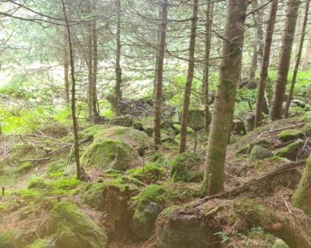 Fortbildung Wildbachbegehung