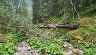 Fortbildung Wildbachbegehung